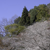 四季桜