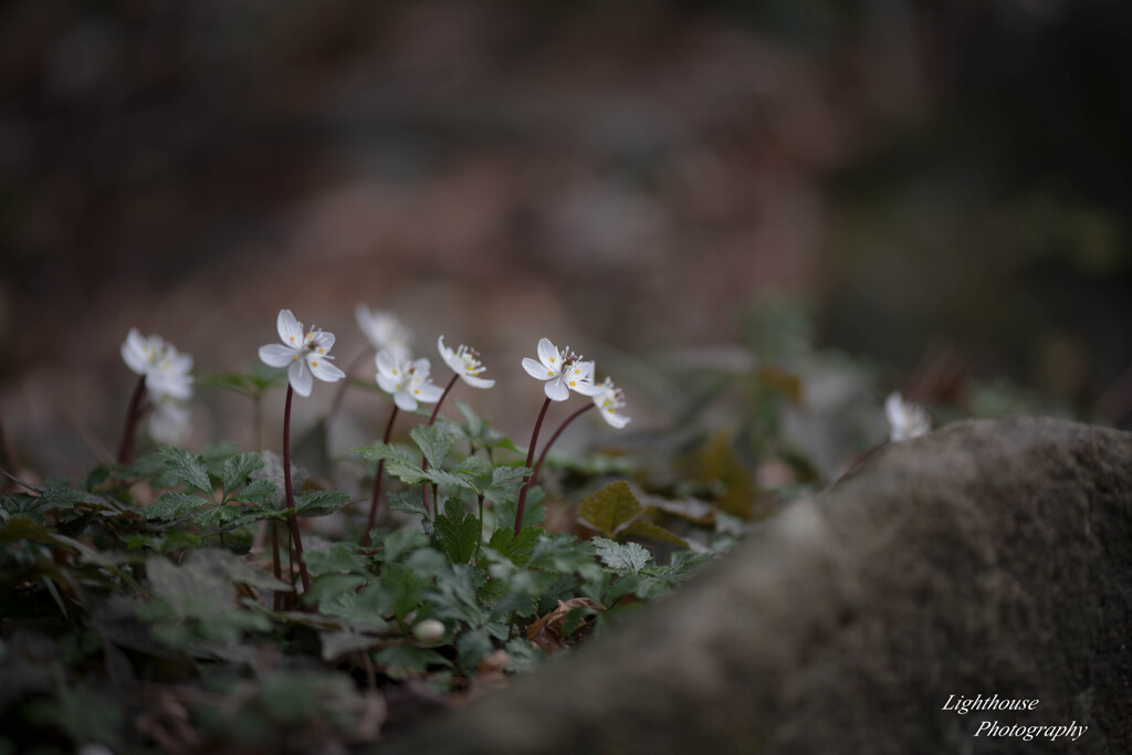 博士が愛した花