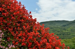 Mt. Begonia