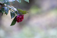 山茶花にメジロ