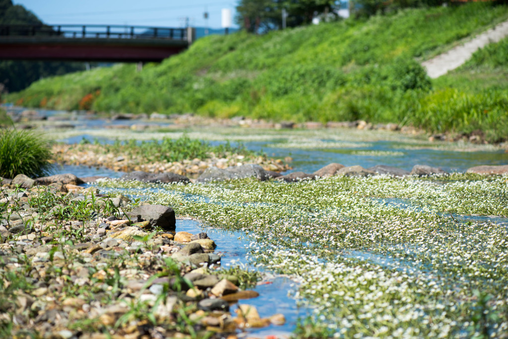 田君川の夏風景