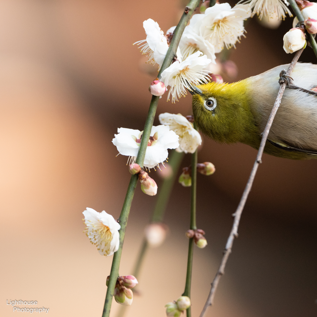 White-eye