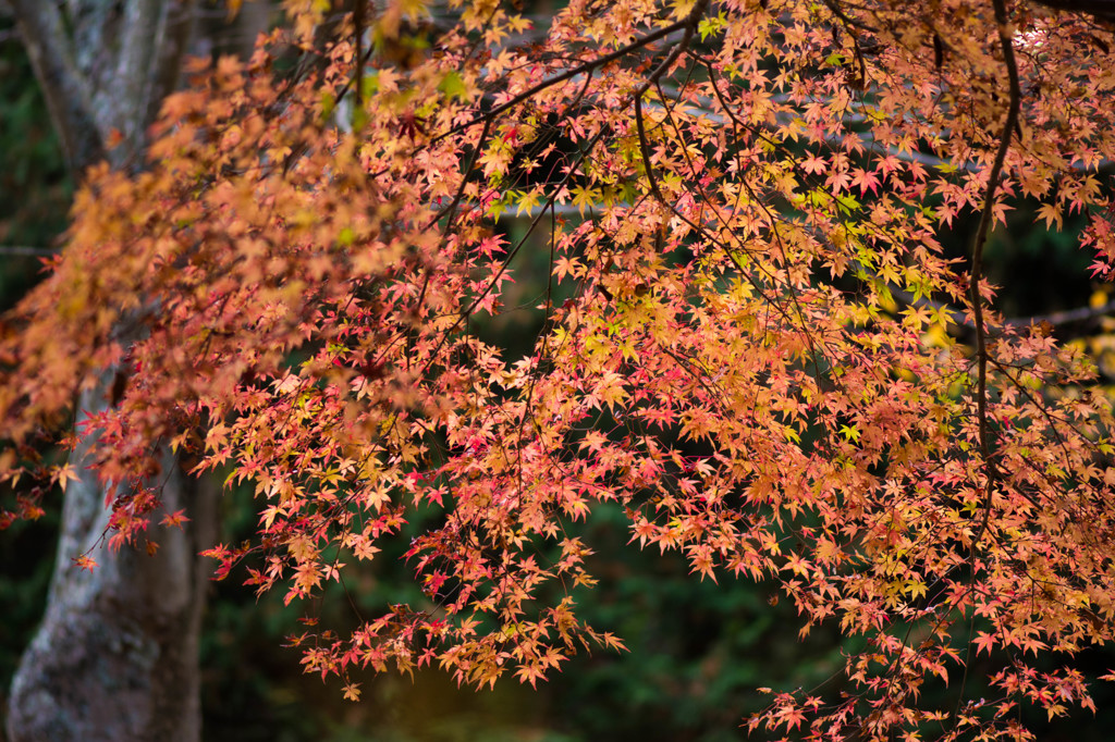 降る紅葉