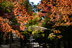 紅葉に包まれて