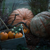 Big Pumpkin