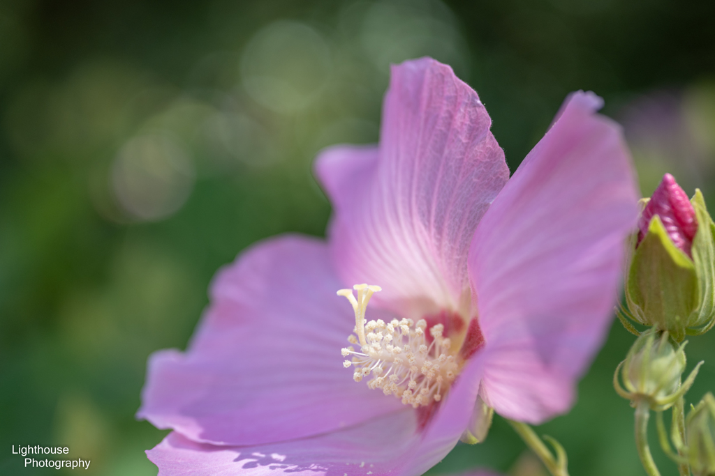 夏芙蓉