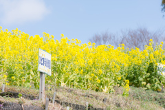 ほっこり菜の花畑