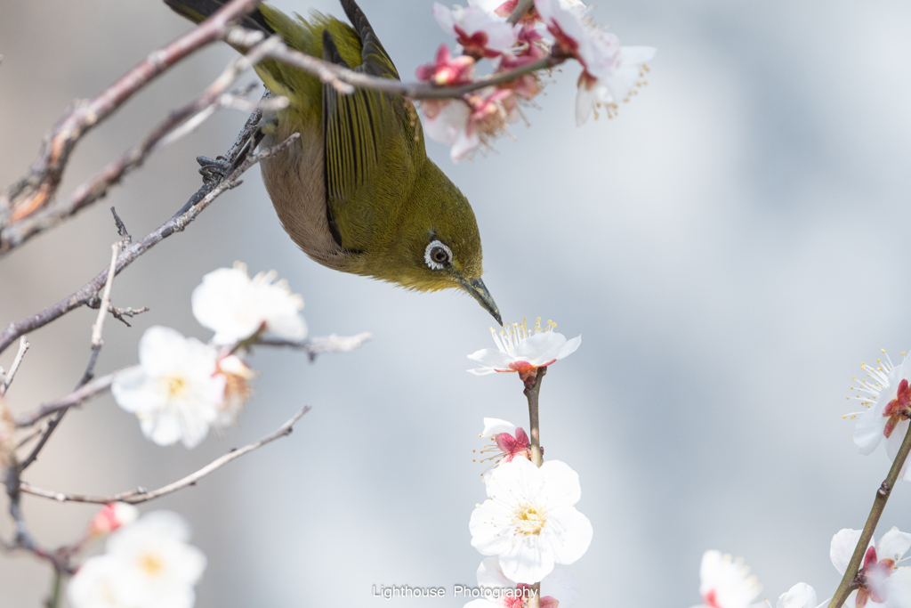 梅が咲いたよ