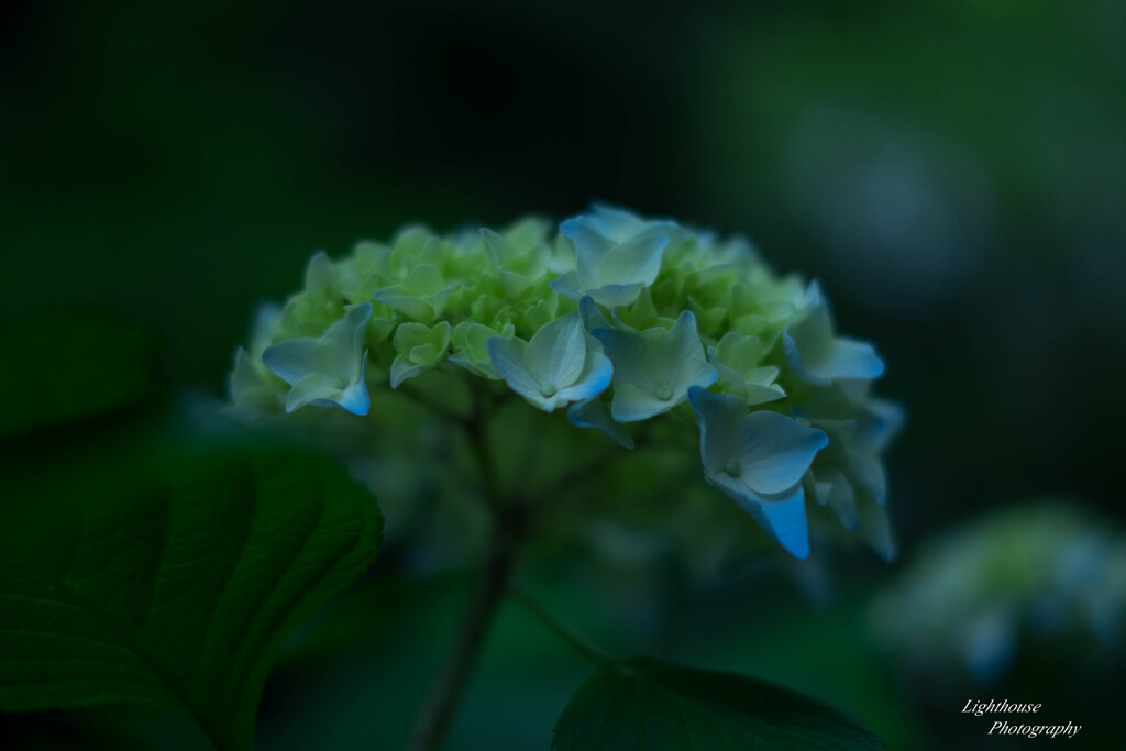 雨の季節