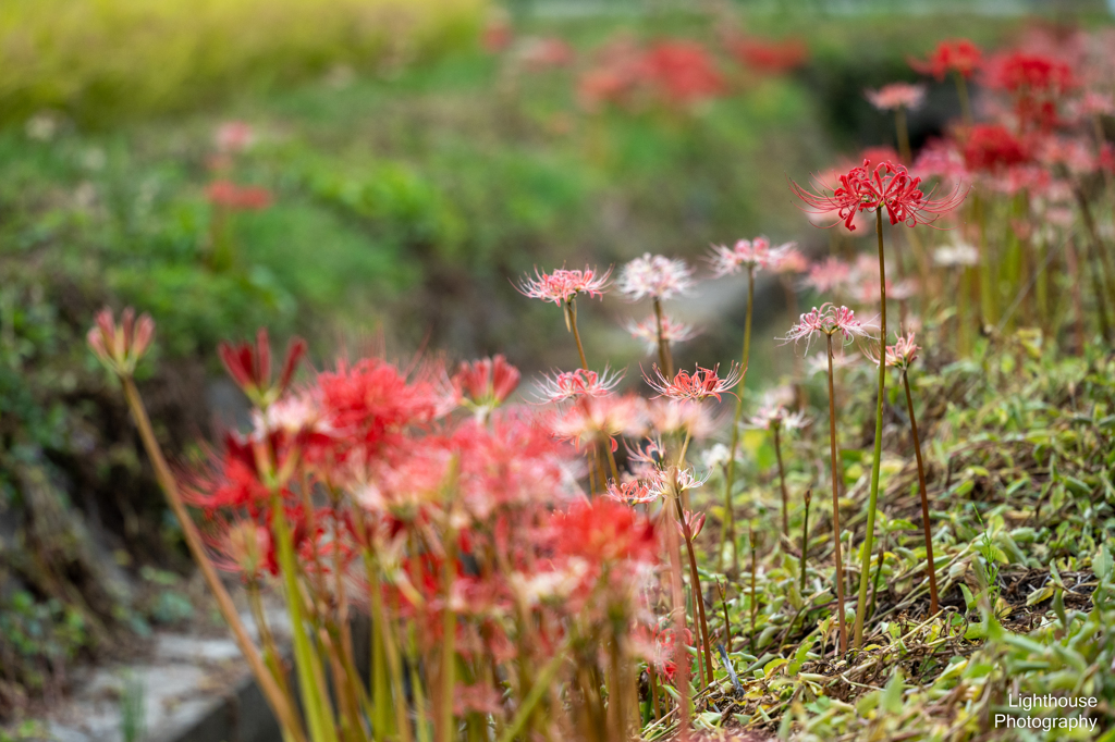 あぜの花園