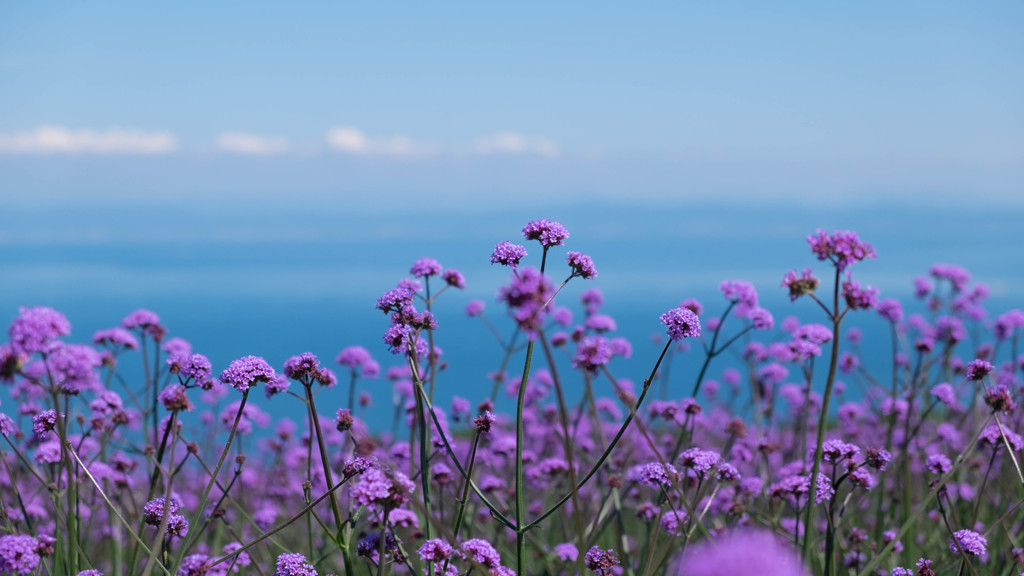 花咲く島　2