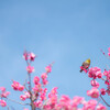 お花見