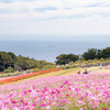コスモスの花咲く丘