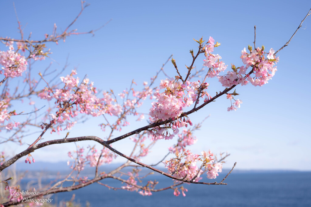 海辺の桜色