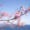 海辺の桜色