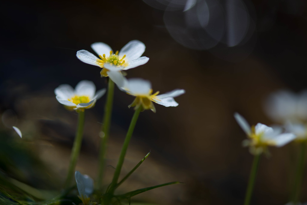 水中花