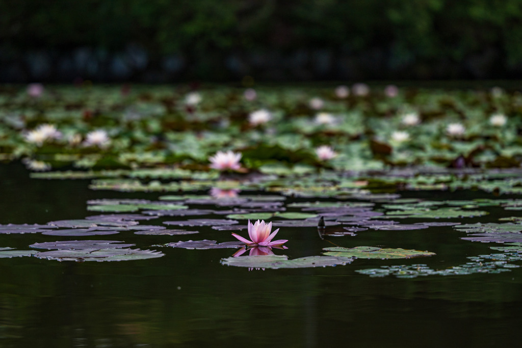 晩夏の花