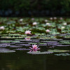 晩夏の花