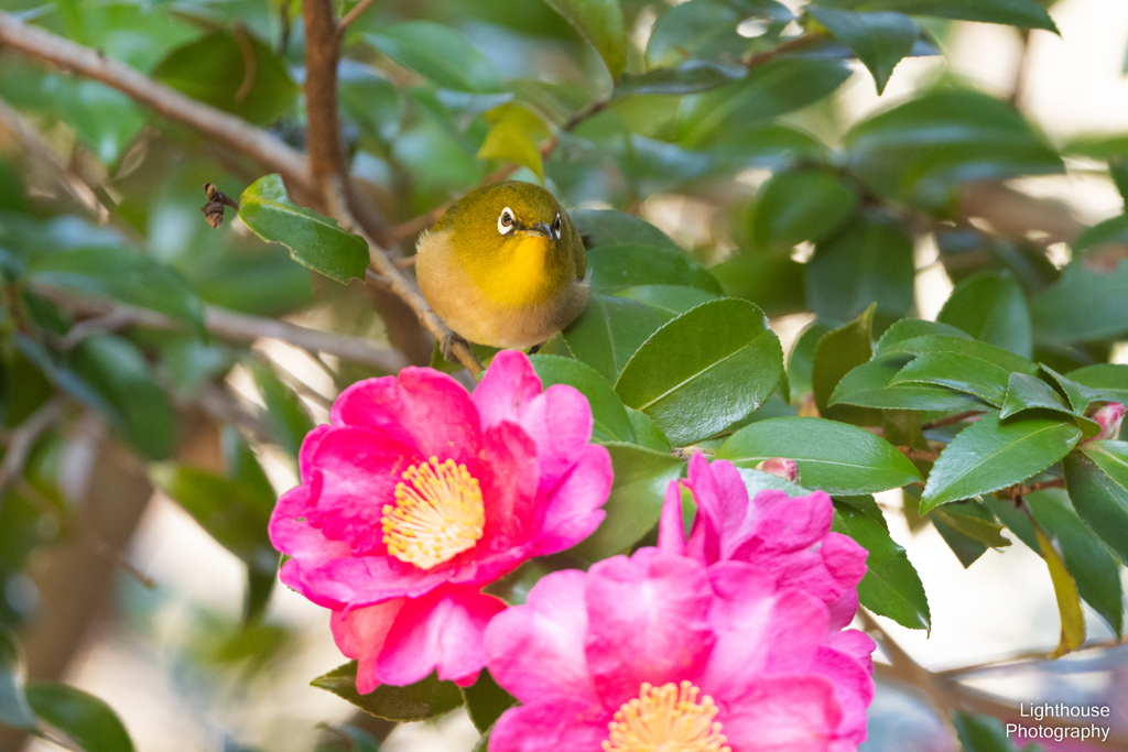 メジロに山茶花