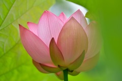 蓮華の花