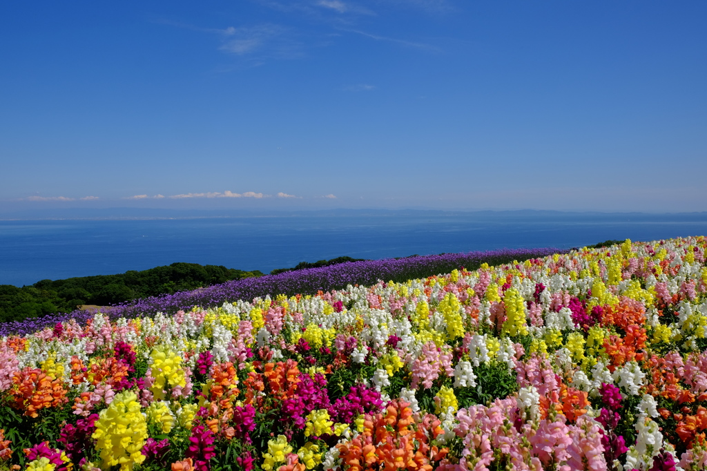 花咲く島　1