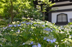 あじさい寺