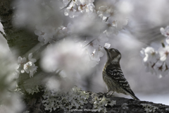コゲラの吸蜜
