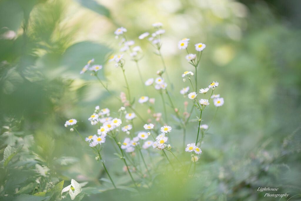 野の花