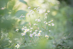 野の花