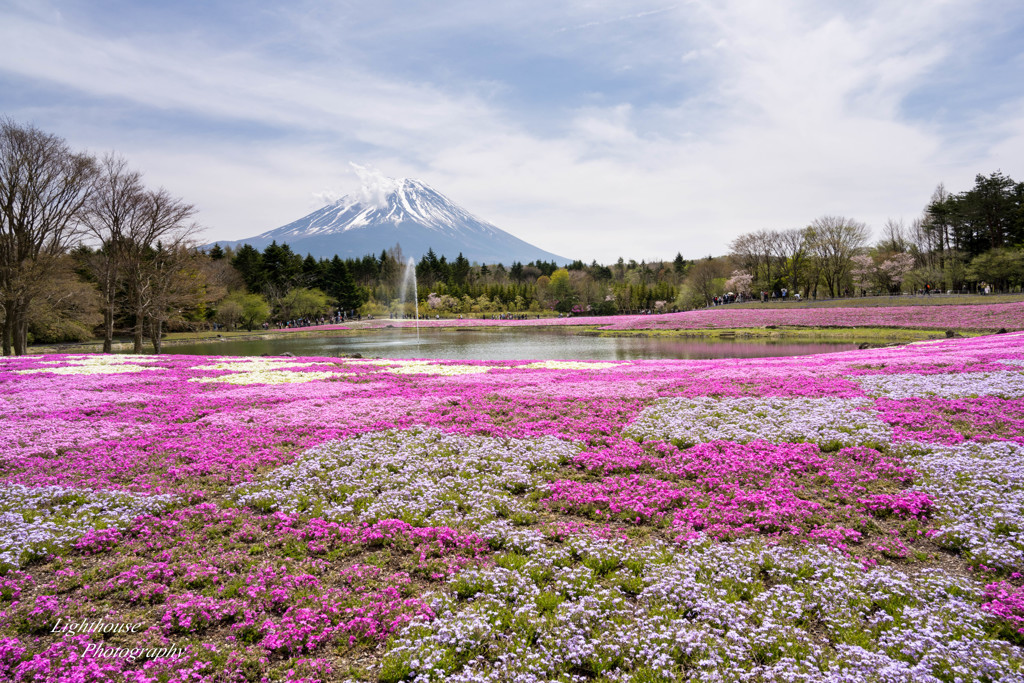 富士と芝桜