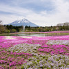 富士と芝桜