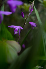 紫蘭の花