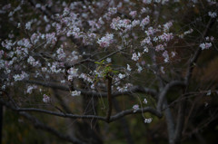 秋の桜