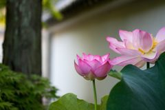 白壁の蓮美人