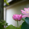 白壁の蓮美人