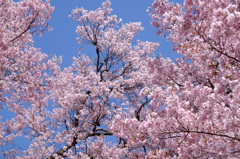 満開の空