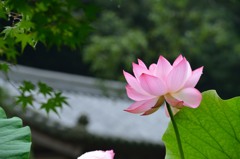 雨上がりの朝に