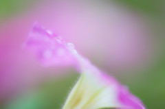 花のすべり台