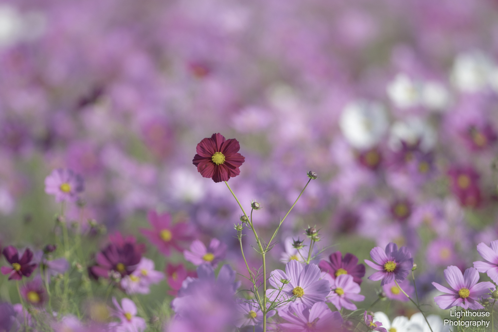 今日の主役は君に