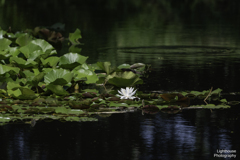 花明かり