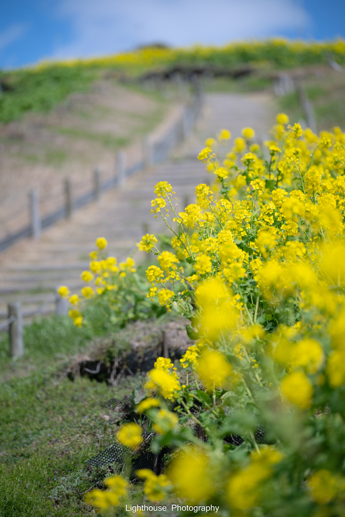 菜の花の丘