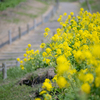 菜の花の丘