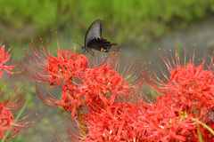 花と蝶