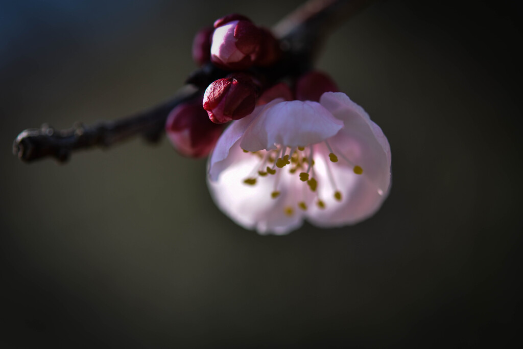 杏の花
