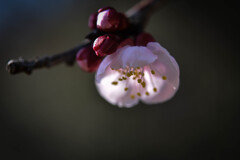 杏の花