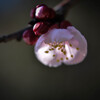杏の花