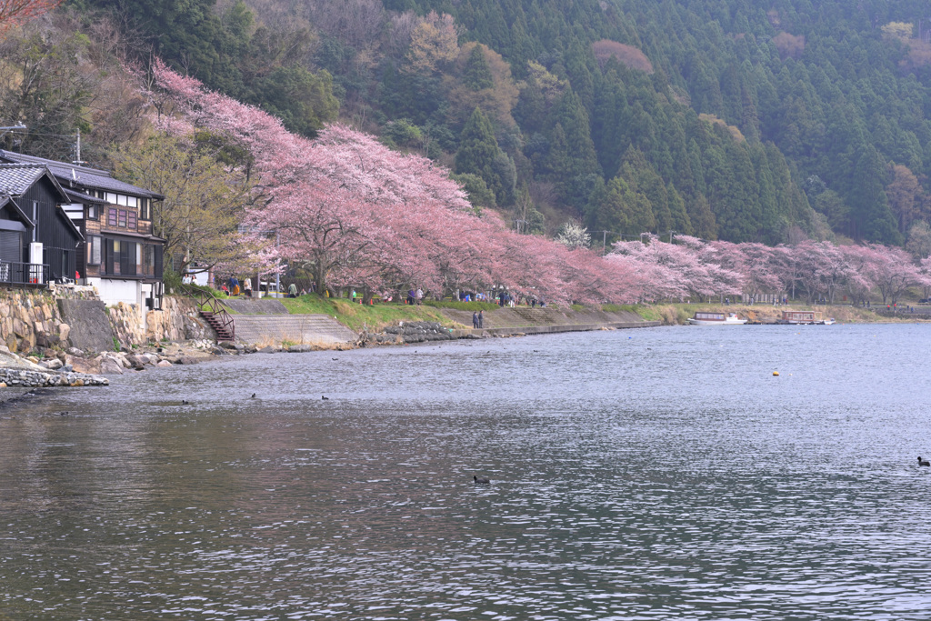 奥琵琶湖の春