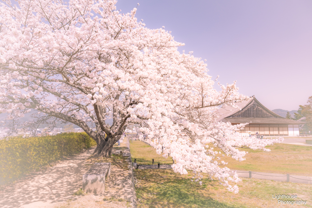 篠山城跡の桜