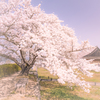 篠山城跡の桜