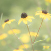 街角の花　‐過ぎ去った夏色‐